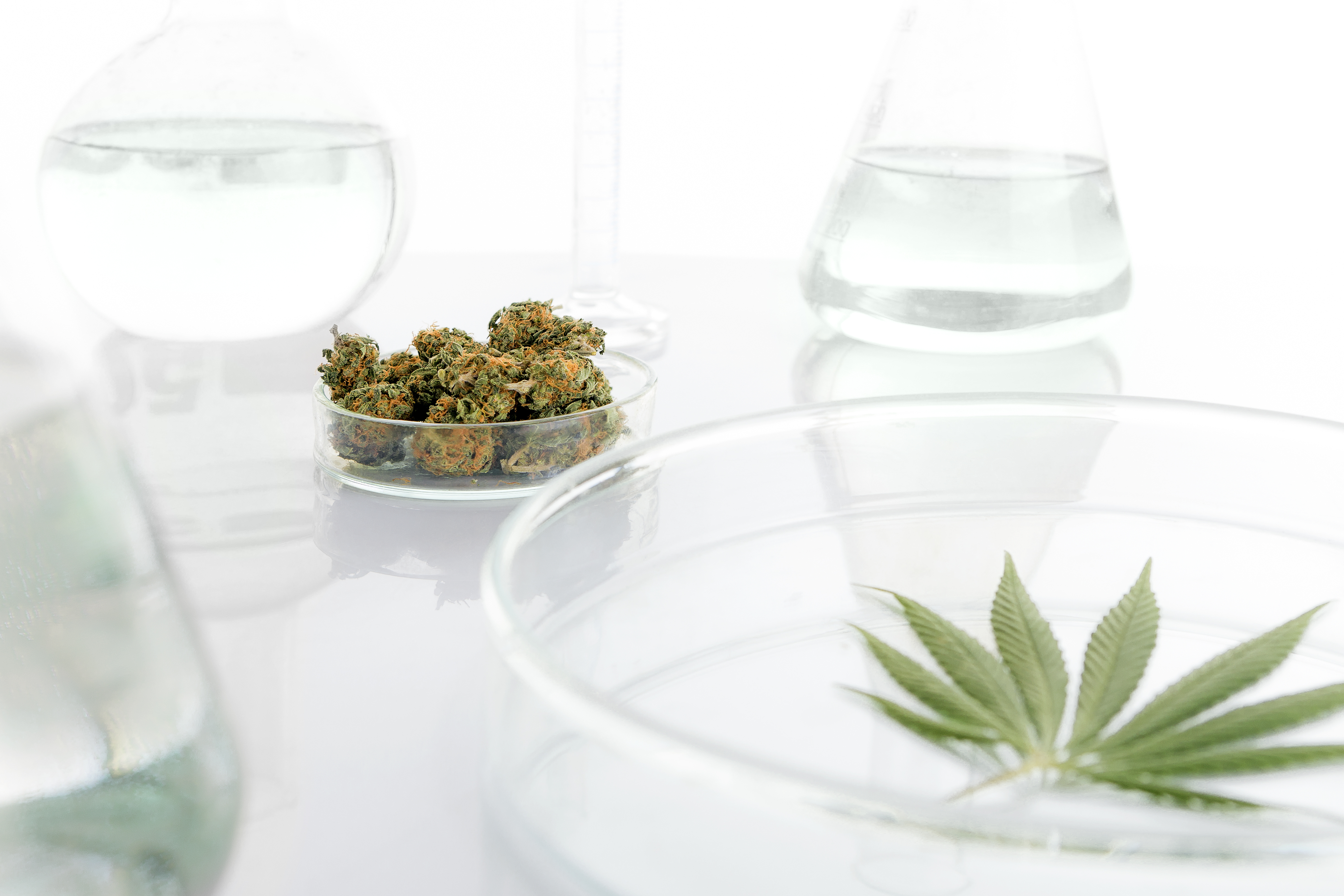 IAS: ISO/IEC 17025 - Cannabis Testing Laboratory Accreditation